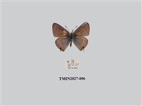 藏品(豆波灰蝶)的圖片